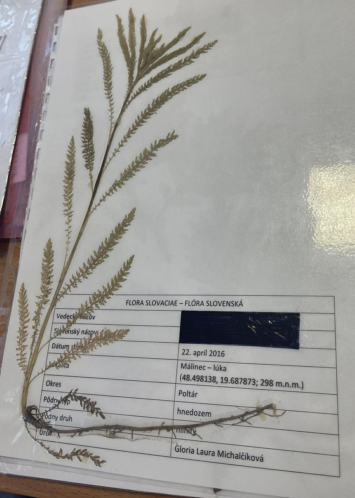 Rastlina Achillea millefolium